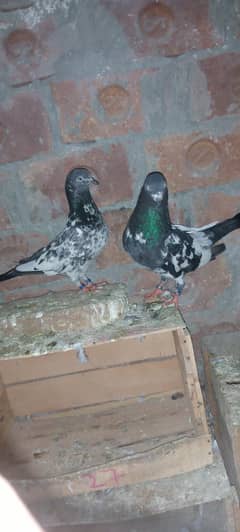 pigeon