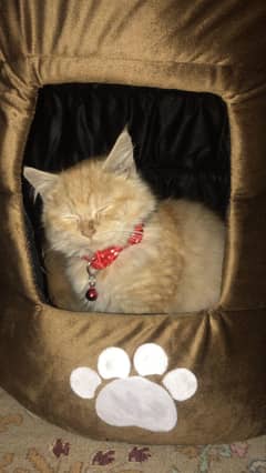 Orange Cat Double Coat