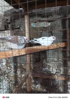 pied dove