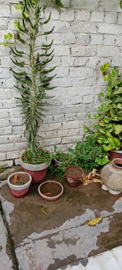 plants