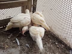 Heera Aseel chicks/ Paper white Heera / Heera / Heera chicks / Hera