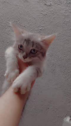 gray color beautiful cat