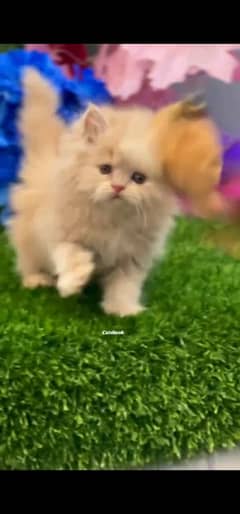 blue eyes white Persian kitten|Triple long coat |WhatsApp. 03250387943