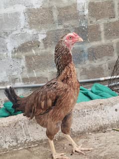 Aseel Sindhi Madi Full Badi Height Main