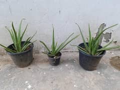 aloe