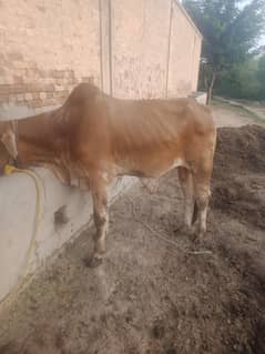 Bull For Market