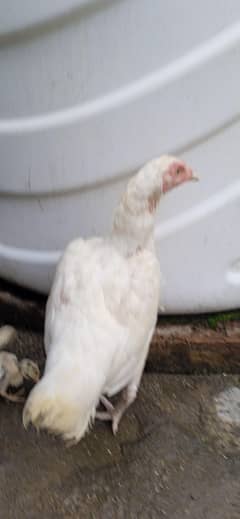 Paper white Aseel Hen