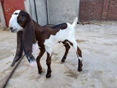gulabi