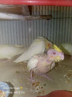cockatiel