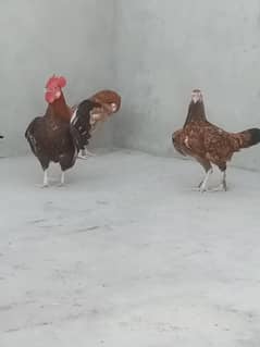 English game zero size Breeder nd chickes