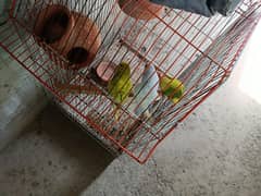 parrots pair