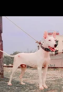 kuhati gultair male 4 months age wexen ok