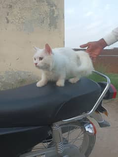 Persian cat for sale