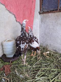 Aseel Jageeri Chicks & Phuliya Female
