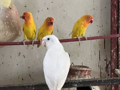 Albino