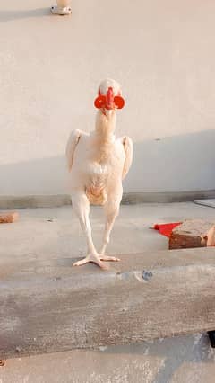 White O Shamo Chicks | King Shamo | Shamo Breeder Pairs | Shamo Chicks