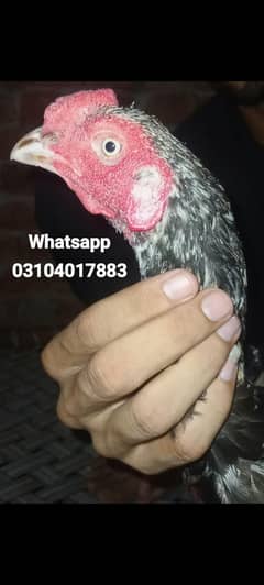 thikra aseel patha