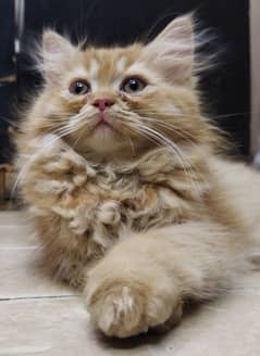 Female Persian Kitten