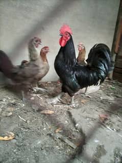 Murga