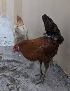 hens for sale eggs laying