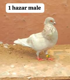 pigeons For sale 0312 5925861