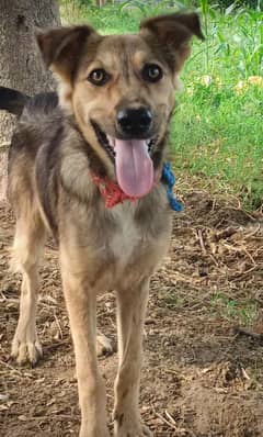 Alsatian x Bhagyari Kutta x German Shepherd