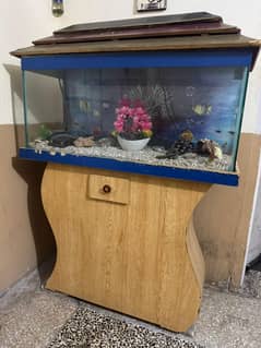 fish