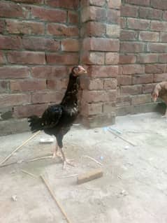 aseel hen