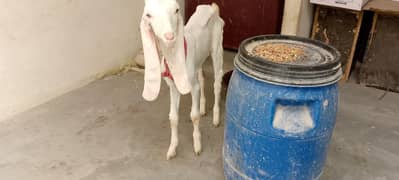 gullabi