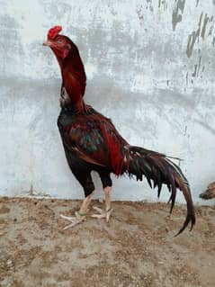 ASEEL