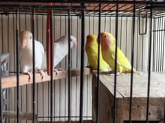 Breedar Pair Already 2 Dafa Breed Kar chuka ha Abi b Kr Raha Ha