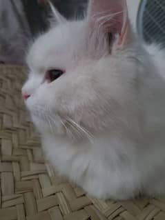 Persian