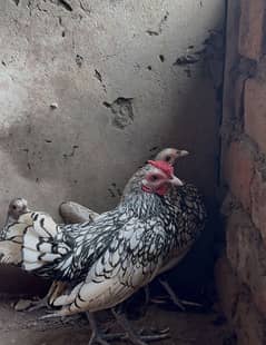 Silver