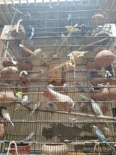 Australian Parrots colony