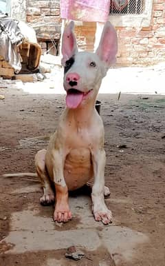 gultair female