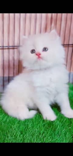 blue eyes white Persian kitten|Triple long coat |WhatsApp. 03250387943