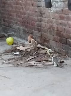 Cats for sale