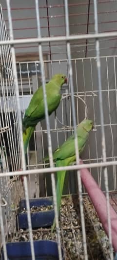 Ringneck