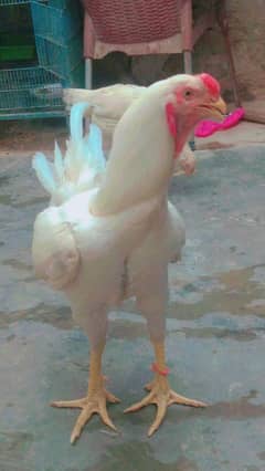 heera qandhari