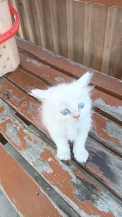 Persian