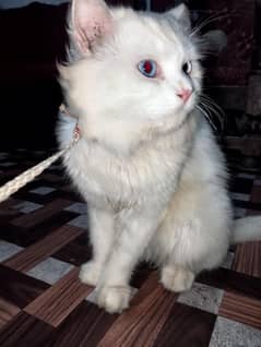 Dora