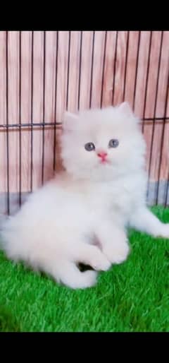 blue eyes white Persian kitten|Triple long coat |WhatsApp. 03250387943