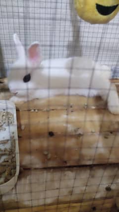 Rabbit