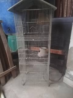 bird