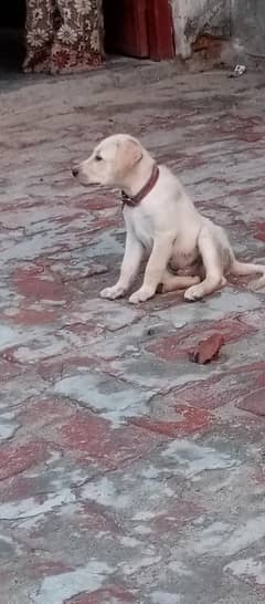 puppy lebra dog for sale British