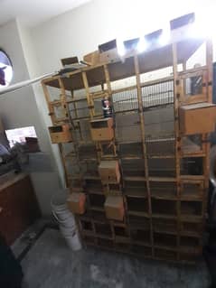 Pied doves ,Lovebirds and Finches cages for sale