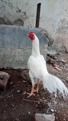 aseel