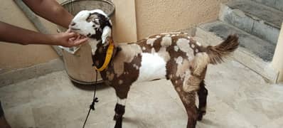 Bakra