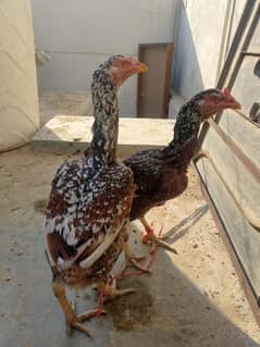 2 aseel murgi