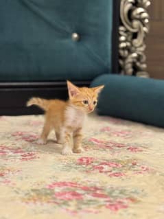 45 days Cats